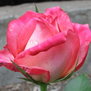 Pоза Кордес'Перфекта - бяло - розов - Чайно хибридни рози 